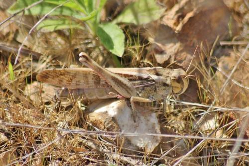 Réf. 278 502 : Locusta migratoria